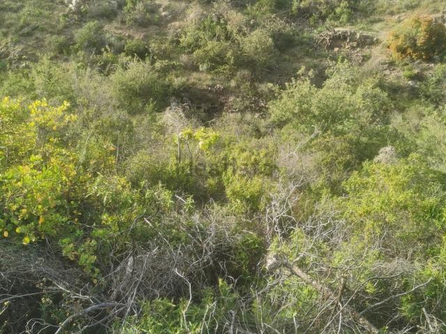 Terreno, Arico