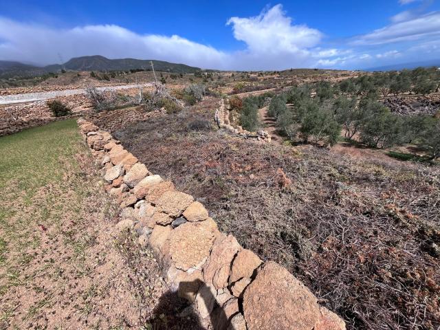 Terreno, Arico