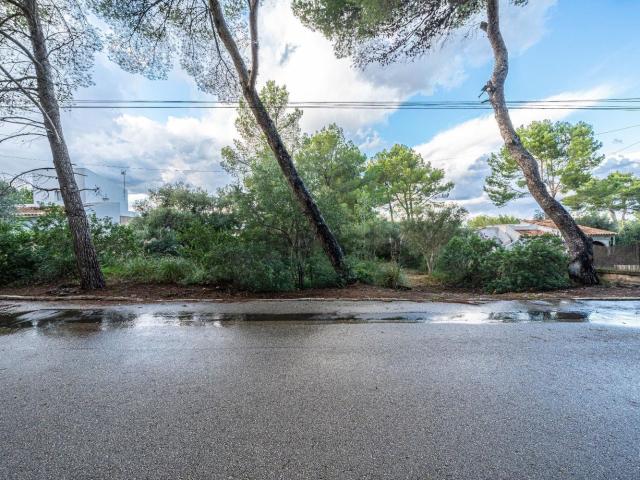 Terreno, Arta