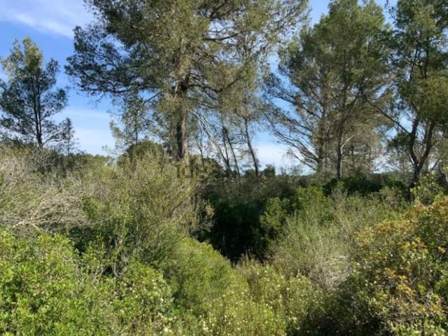 Terreno, Arta