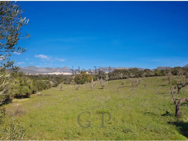Terreno, Arta