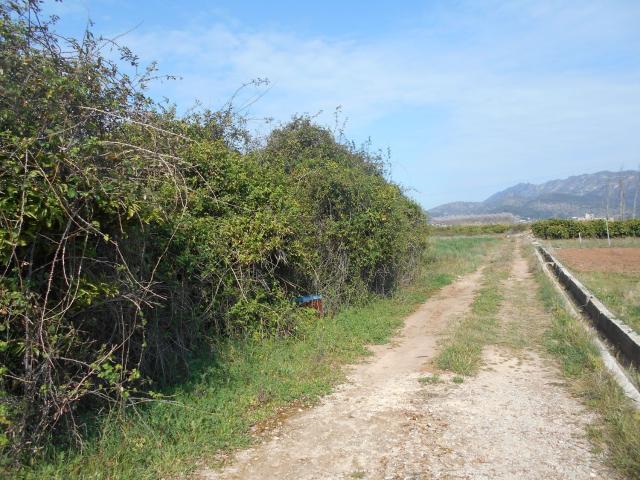 Terreno, Artana