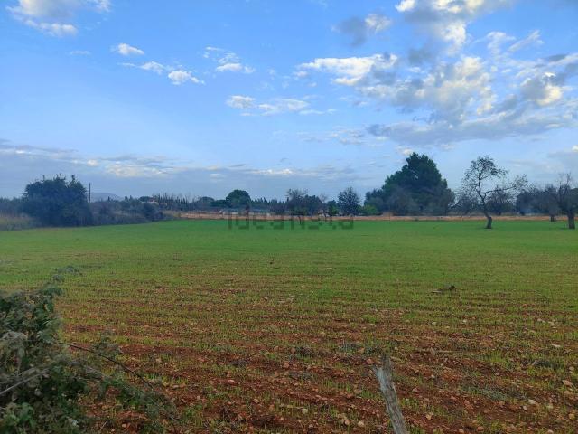 Terreno, Buger