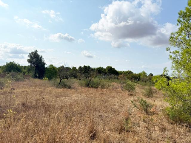 Terreno, Bunyola