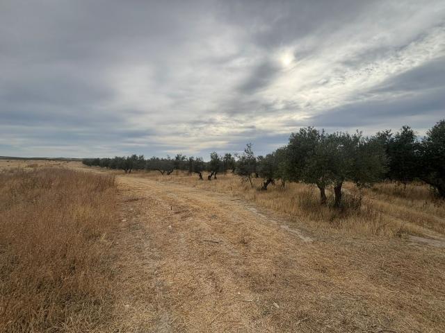 Terreno, Belicena
