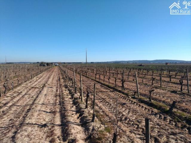 Terreno, Benfica do Ribatejo