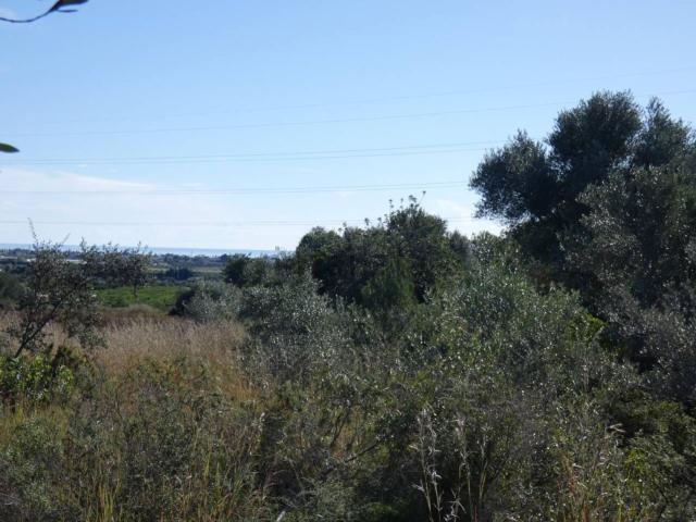 Terreno, Benicarló