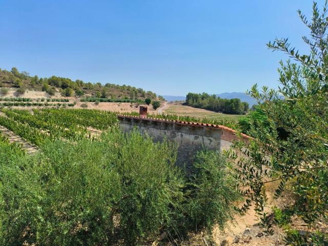 Terreno, Benissanet