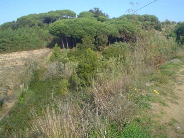 Terreno, Blanes