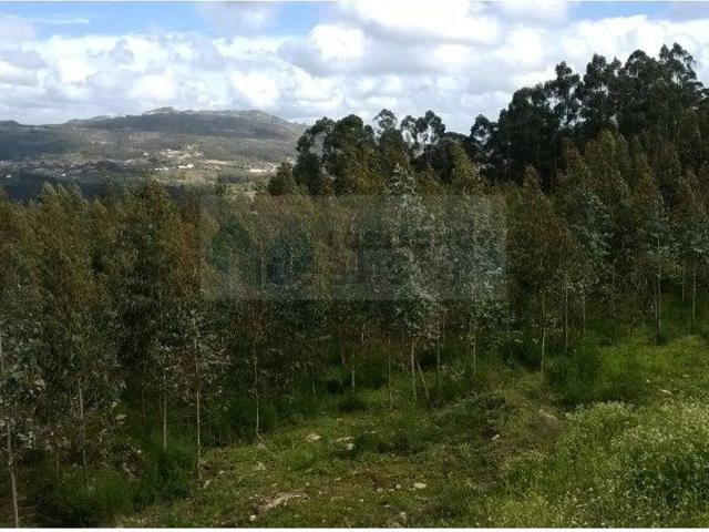 Terreno, Boelhe