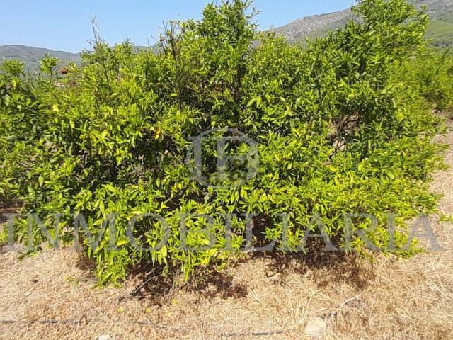 Terreno, Borriol