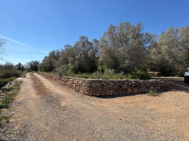 Terreno, Borriol
