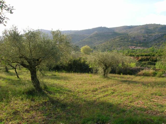 Terreno, Borriol