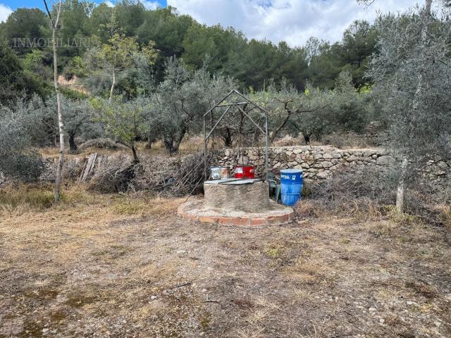 Terreno, Borriol