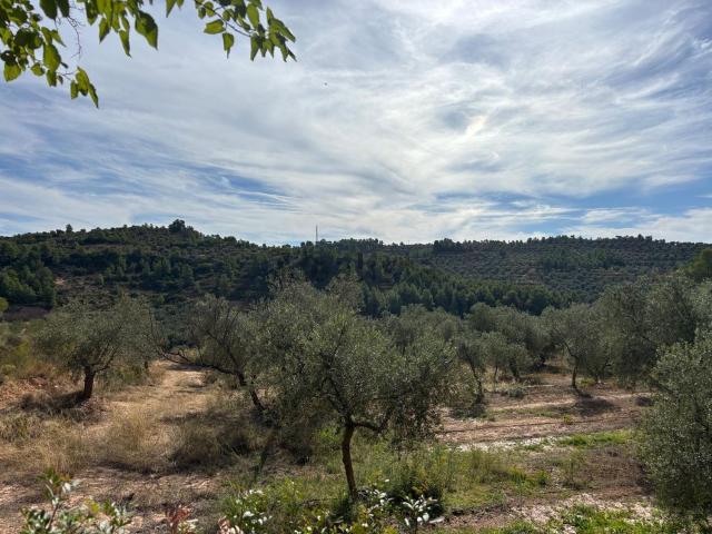 Terreno, Bovera