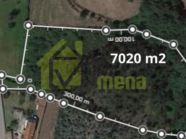 Terreno, Branca