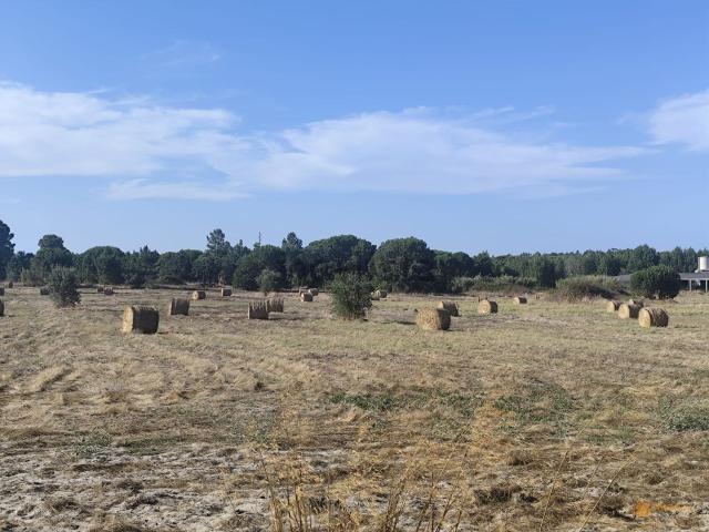 Terreno, Branca