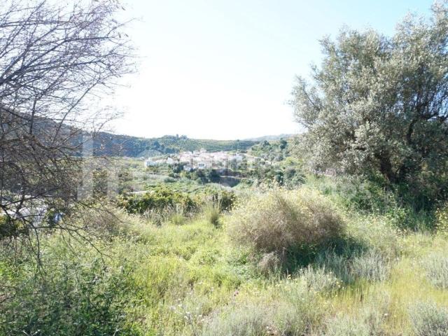 Terreno, Cutar