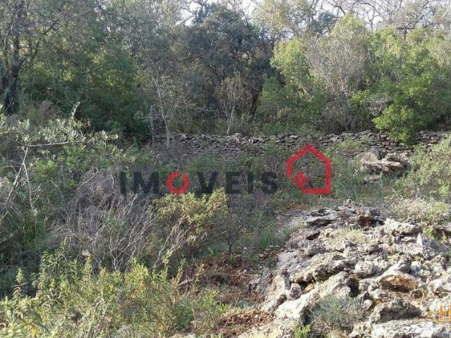 Terreno C/ 4500m2 Ferreira Do Zêzere | 26073250741