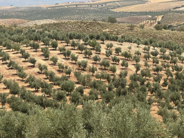 Terreno, Cacin