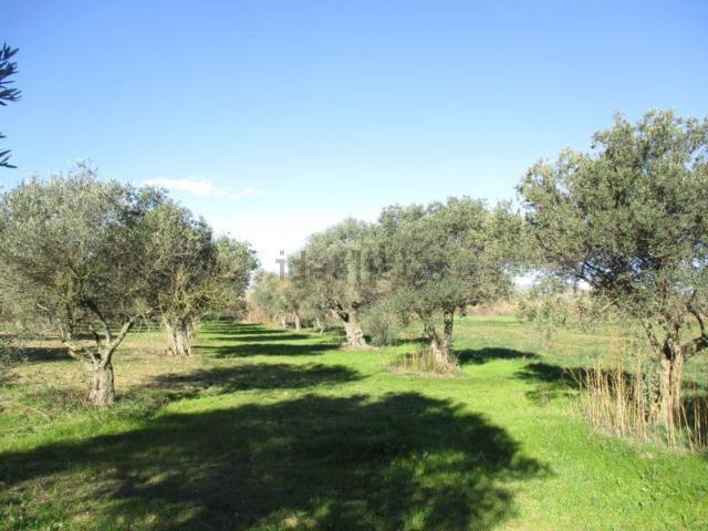 Terreno, Cabanes