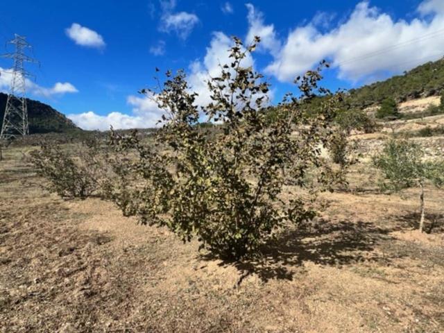 Terreno, Cabra del Camp