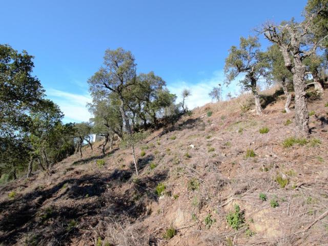 Terreno, Calonge