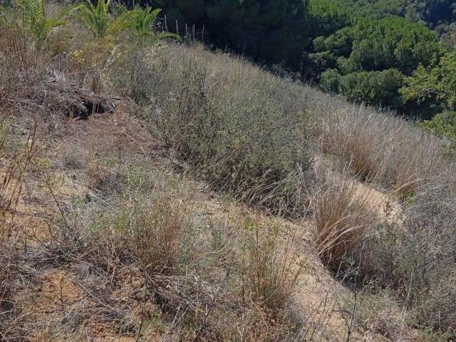 Terreno, Calella