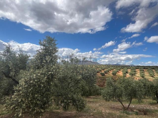 Terreno, Calicasas