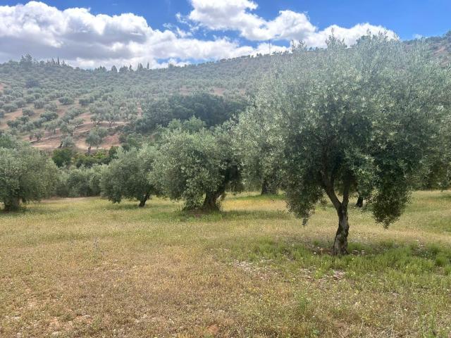 Terreno, Calicasas