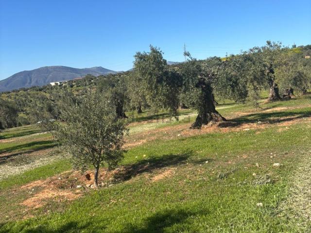 Terreno, Calicasas