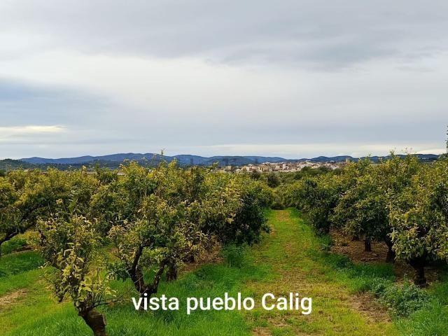 Terreno, Calig