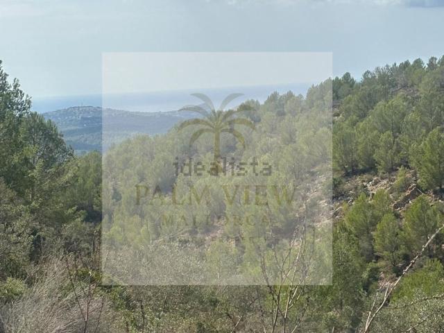 Terreno, Calvià