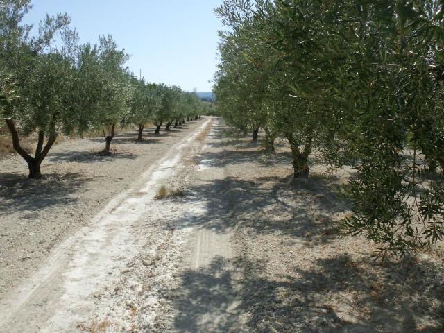 Terreno Camino la Perdiguera Ontinyent