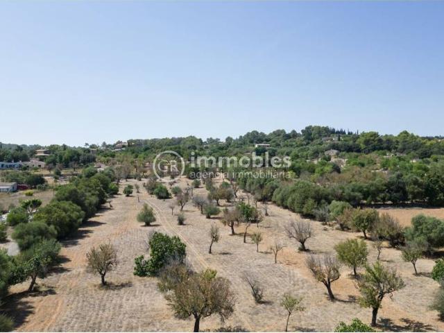 Terreno, Campanet