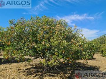 Terreno Campestre en VENTA, Cadereyta, N.L