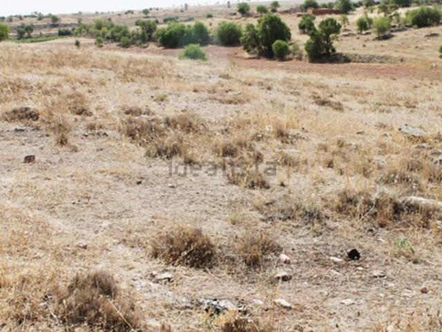 Terreno, Campo de Criptana