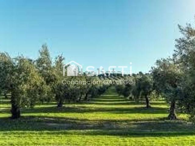 Terreno, Campo de Criptana
