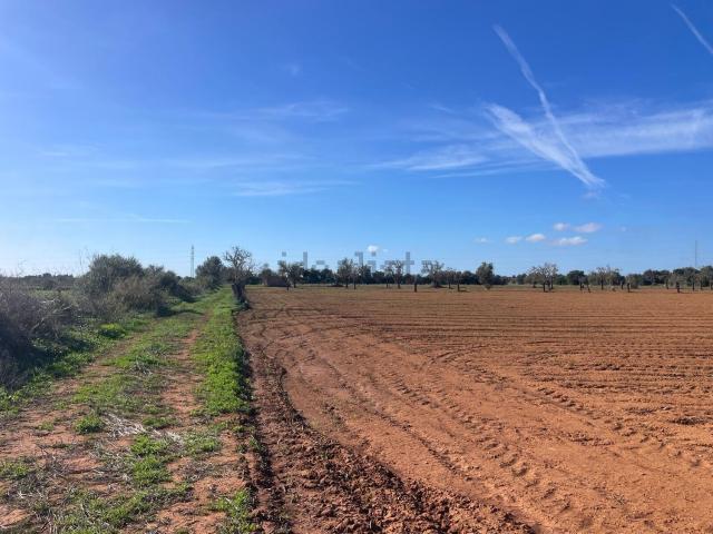 Terreno, Campos