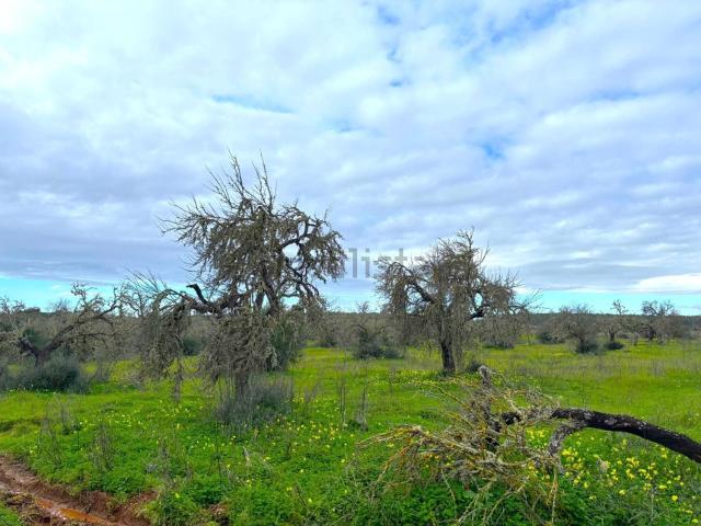 Terreno, Campos