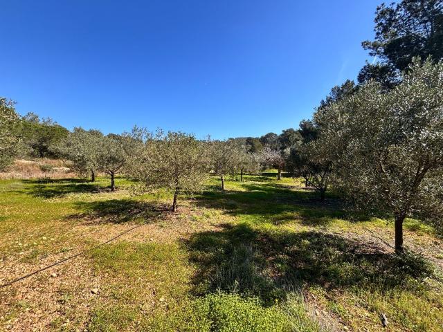 Terreno, Can Furnet, Santa Eulalia del Río