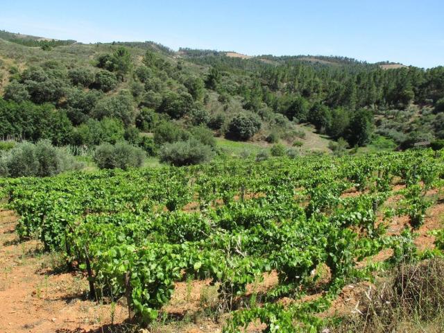 Terreno, Candedo