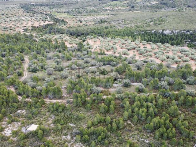 Terreno, Canet lo Roig