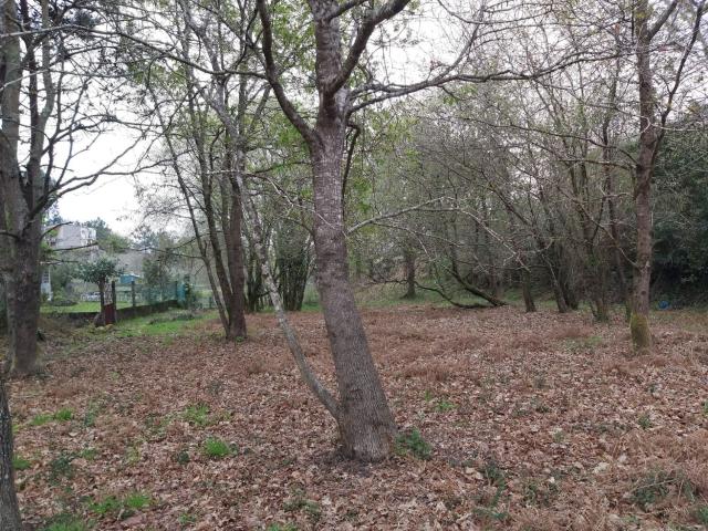 Terreno, Cangas
