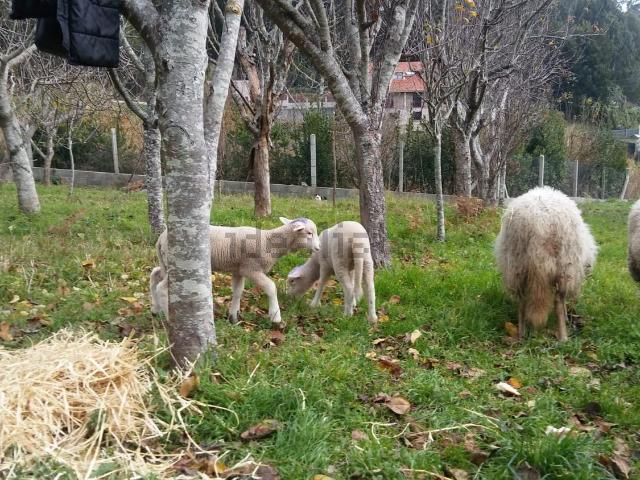 Terreno, Cangas
