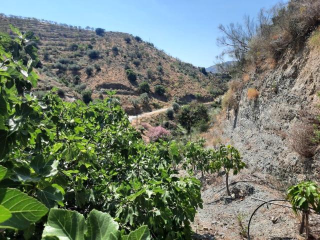 Terreno, Canillas de Aceituno