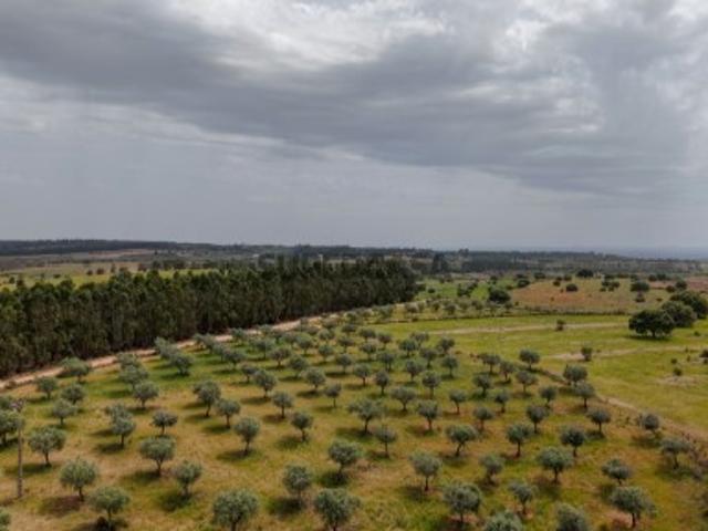 TERRENO. Castelo Branco, Idanha a Nova