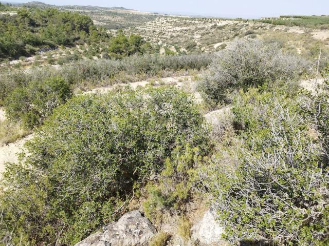 Terreno, Castelldans