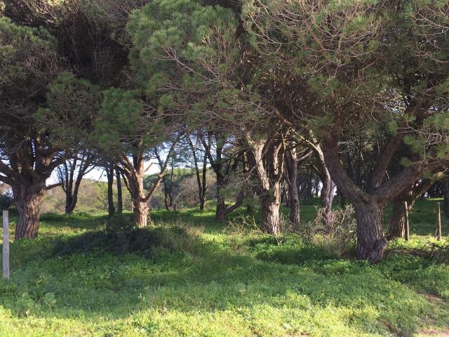 Terreno, Caparica e Trafaria