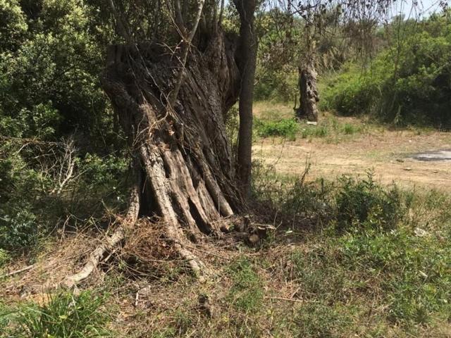 Terreno, Capdepera
